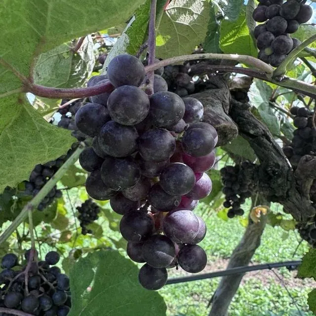 thumbnail for publication: The Bunch Grape